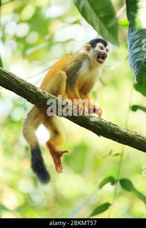 Singe Squirrel (Saimiri oerstedii) d'Amérique centrale (soutenu par la Rouge). Forêt tropicale des plaines, parc national Corcovado, péninsule d'Osa, Costa Rica. Banque D'Images