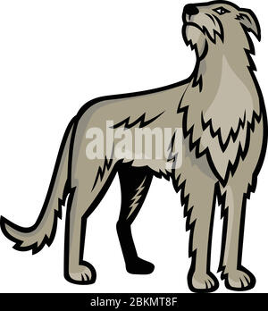 L'icône de mascotte de sport illustre le chien de chasse écossais ou le chien de Deerhound, une grande race de chien élevé pour chasser le cerf rouge vu de l'avant sur isolé Illustration de Vecteur