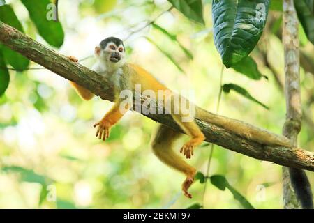 Singe Squirrel (Saimiri oerstedii) d'Amérique centrale (soutenu par la Rouge). Forêt tropicale des plaines, parc national Corcovado, péninsule d'Osa, Costa Rica. Banque D'Images