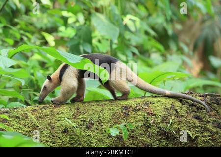 Tamandua du Nord ou Antéater à col (Tamandua mexicana). Forêt tropicale des plaines, parc national Corcovado, péninsule d'Osa, Costa Rica. Banque D'Images