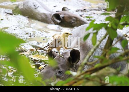 Caracara à tête jaune (Milvago chimachima) mangeant des tiques parasites de la mère de Baird’s Tapir (Tapirus bairdii) avec un mineur. Corcovado, Costa Rica Banque D'Images