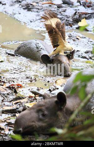 Caracara à tête jaune (Milvago chimachima) mangeant des tiques parasites de Baird’s Tapir (Tapirus bairdii) juvénile avec mère. Corcovado, Costa Rica Banque D'Images