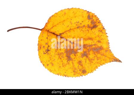 Feuille d'automne isolé sur fond blanc Banque D'Images