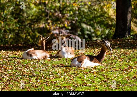 La gazelle dama, Gazella dama mhorr ou gazelle de mhorr est une espèce de gazelle. vit en Afrique dans le désert du Sahara et du Sahel et parcourt le désert sh Banque D'Images