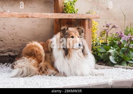 collie brute longue à poil doré sous un banc en bois