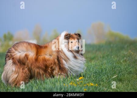 Belle longue cheveux molletonnée collie rugueuse debout sur un champ vert, ciel bleu