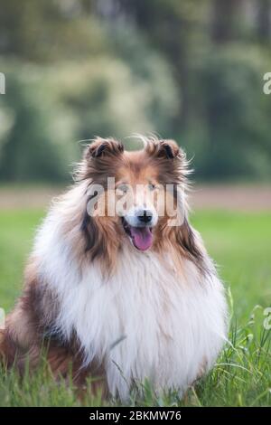 Portrait d'un collie brut à poil long doré, fond vert naturel