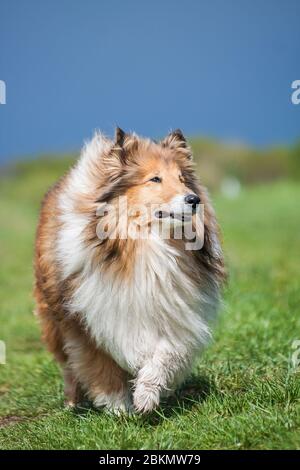 Belle longue cheveux molletonnée collie rugueuse debout sur un champ vert, ciel bleu