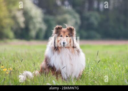 Portrait d'un collie brut à poil long doré, fond vert naturel