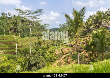 Les terrasses de Tegallalang Rice à Ubud Bali, Indonésie. Ce sont des lieux touristiques populaires - en particulier avec les photographes. Banque D'Images