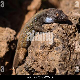 Gallotia galloti ssp. palmae, adulte, homme Banque D'Images