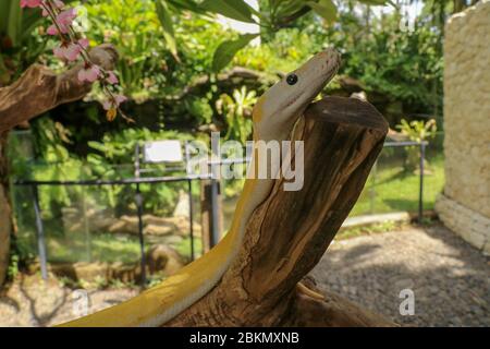 Adulte, personne à la tête de serpent sur branche sèche. Gros plan d'un boa serpent jaune enveloppé autour d'une branche d'arbre et regardant autour. Python albino curieux Banque D'Images