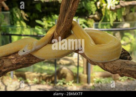 Adulte, personne à la tête de serpent sur branche sèche. Gros plan d'un boa serpent jaune enveloppé autour d'une branche d'arbre et regardant autour. Python albino curieux Banque D'Images