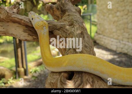 Adulte, personne à la tête de serpent sur branche sèche. Gros plan d'un boa serpent jaune enveloppé autour d'une branche d'arbre et regardant autour. Python albino curieux Banque D'Images