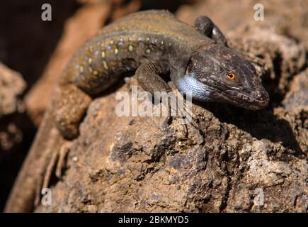 Gallotia galloti ssp. palmae, adulte, homme Banque D'Images