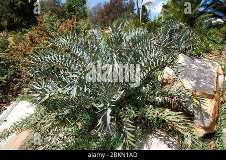 Australie, Encephalartos horridus ou cycad de l'est du Cap Bleu dans le jardin de rockery Banque D'Images