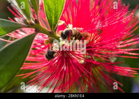 Deux abeilles africaines, APIS mellifera scutellata, pollinisant un bottlebrush de scarlet dans un jardin de banlieue Banque D'Images