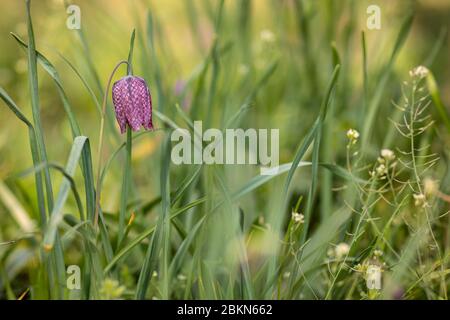 Gros plan d'une Fleur d'échecs sauvage (Fritilaria meleagris) ou d'un frillaire à tête de serpent en voie de disparition, le jour ensoleillé d'avril. Un beau violet fragile et Banque D'Images