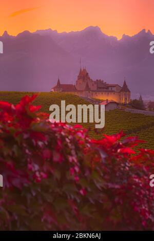 Coucher du Soleil vue éclairé du célèbre château d'Aigle, entre les vignobles du canton de Vaud, Suisse Banque D'Images