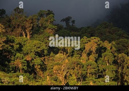Cloudforest dans le parc national de la Amistad, Las Tablas; près de San Vito, Costa Rica Banque D'Images