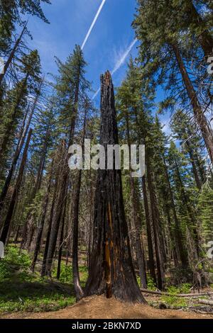 Vue sur la souche d'arbre brûlée dans le sentier de Tuolumne Grove, parc national de Yosemite, site classé au patrimoine mondial de l'UNESCO, Californie, États-Unis, Amérique du Nord Banque D'Images