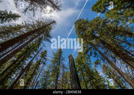 Vue sur la souche d'arbre brûlée dans le sentier de Tuolumne Grove, parc national de Yosemite, site classé au patrimoine mondial de l'UNESCO, Californie, États-Unis, Amérique du Nord Banque D'Images