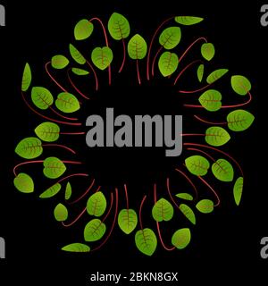Microgreens Sorrel. Disposés en cercle. Supplément de vitamine, nourriture végétalienne. Arrière-plan noir Illustration de Vecteur