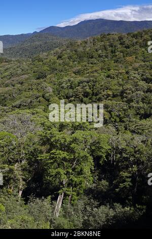 Cloudforest dans le parc national de la Amistad, près de San Vito en route vers Las Tablas, Costa Rica Banque D'Images