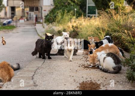 Un groupe de chats errants sans-abri assis et attendant dehors sur la route dans le centre de Dubrovnik pour les volontaires pour les nourrir. Entouré de verdure sur un Banque D'Images