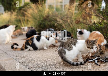 Un groupe de chats isolés sans abri multicolores affamés assis sur le trottoir et donné de la nourriture par des volontaires dans le centre-ville de Dubrovnik. Entouré de plus de vert Banque D'Images