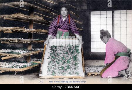 [ 1910s Japon - Japanese Silk Farming ] — deux femmes travaillent avec des vers à soie pendant leur deuxième sommeil. Cette carte postale est issue d'une série sur la sériculture, montrant les étapes de la fabrication de la soie. C'est la carte 6. carte postale vintage du xxe siècle. Banque D'Images