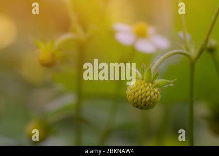 Fraise sauvage, baie non mûre verte fraîchement formée, qui pousse sur la plante dans un environnement naturel. Force, renaissance et régénération de la nature. Lumière du soleil b Banque D'Images