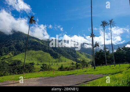 Vue sur une vallée chargée de palmiers sur un plateau en Colombie Banque D'Images
