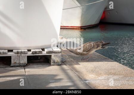Un oiseau moulus boit des gouttes d'eau d'un réservoir d'eau en face du port avec des bateaux flous en arrière-plan sur Mljet, Dalmatie, Croatie, Europe Banque D'Images