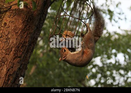 Une tussette d'écureuil gris (Sciurus carolinensis) est à l'envers avec un mangeoire à oiseaux résistant aux écureuils accroché à un arbre dans un jardin britannique Banque D'Images