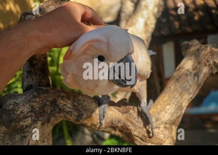 Homme main touchant beau spécimen de coockatoo. Cute Cacatua moluccensis debout sur une branche d'un bois et de ses plumes. Saumon à crête C Banque D'Images