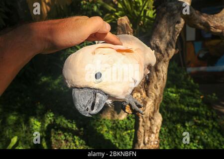 Homme main touchant beau spécimen de coockatoo. Cute Cacatua moluccensis debout sur une branche d'un bois et de ses plumes. Saumon à crête C Banque D'Images