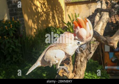 Magnifique Cockatoo saumon-Crested, situé sur une branche sèche au zoo du parc ornithologique de Bali. Molucan Cockatoo, Cacatua moluccensis, crier des adultes. L'un des plus Banque D'Images