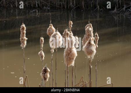 Queues avec des cobes brun clair dans un lac, typha Banque D'Images