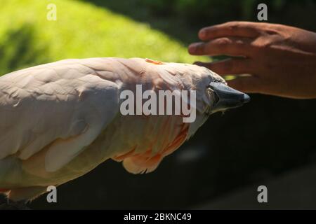 Homme main touchant beau spécimen de coockatoo. Cute Cacatua moluccensis debout sur une branche d'un bois et de ses plumes. Saumon à crête C Banque D'Images