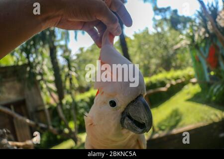 Homme main touchant beau spécimen de coockatoo. Cute Cacatua moluccensis debout sur une branche d'un bois et de ses plumes. Saumon à crête C Banque D'Images