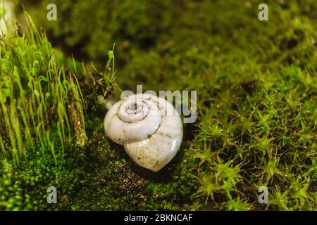 coquille vide d'escargot de rivière reposant sur une mousse verte Banque D'Images