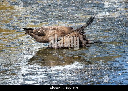 Le skua brun (Stercorarius antarcticus) se nourrissant d'un pingouin mort, port océanique, île de Géorgie du Sud, Antarctique Banque D'Images