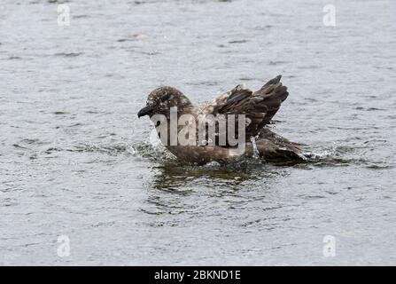 Bain Brown skua (Stercorarius antarcticus), Port d'Undine, Île de Géorgie du Sud, Antarctique Banque D'Images