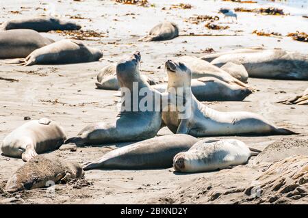 L'éléphant sur la plage à Piedras Blancas Point, San Simeon, en Californie. Banque D'Images