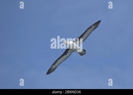 Albatros à tête grise (Thalassarche chrysostoma) en vol, baie d'Elsehul, île de Géorgie du Sud, Antarctique Banque D'Images