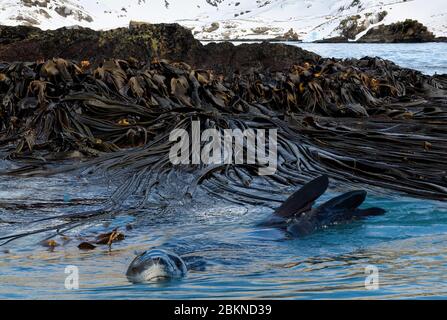 Phoque léopard (Hydrurga leptonyx) nageant entre l'herbe de varech, Gold Harbour, Géorgie du Sud, Géorgie du Sud et les îles Sandwich, Antarctique Banque D'Images