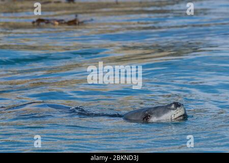 Phoque léopard (Hydrurga leptonyx) nageant entre l'herbe de varech, Gold Harbour, Géorgie du Sud, Géorgie du Sud et les îles Sandwich, Antarctique Banque D'Images