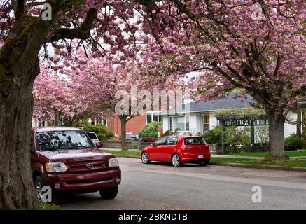 Rue résidentielle aux cerisiers en fleurs roses au printemps à New Westminster, Colombie-Britannique, Canada (Vancouver métropolitain). Banque D'Images