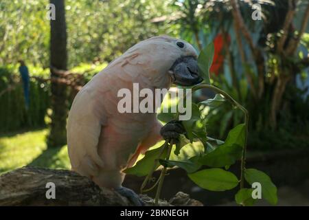 Magnifique perroquet de Cockatoo de Molucan, situé sur une branche sèche au zoo du parc ornithologique de Bali. Cockatoo au saumon avec fleur verte dans son bec. L'un des plus Banque D'Images